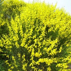 Spartium junceum FREE 6 Variety Seed Pack Spanish Broom Seeds Packaged in FROZEN SEED CAPSULES for Growing Seeds Now or Saving Seeds a $29.95 Value! 20+ Medicinal Herb Seeds