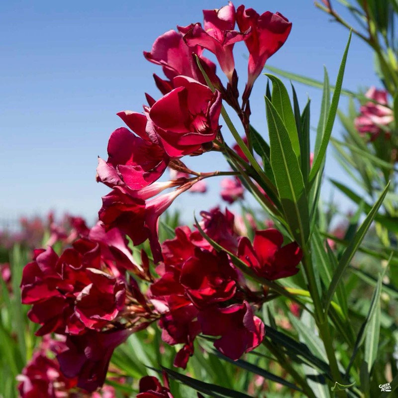 Kırmızı Zakkum Tohumu Nerium Oleander Fiyat €195