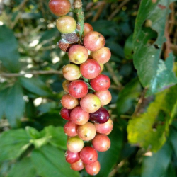 Tassel Berry Seeds...