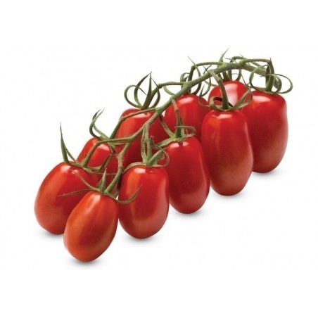 Сан марцано помидоры описание сорта фото