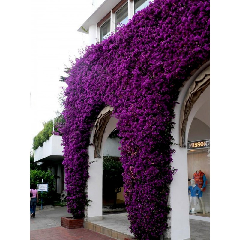 Вьющиеся фиолетовые цветы название и фото
