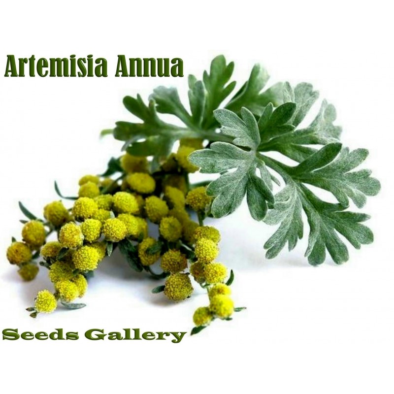 Semillas de ajenjo chino, Sweet Annie (Artemisia annua), 200 semillas de  hierbas medicinales raras para patio trasero, jardín, vivero, semillas de