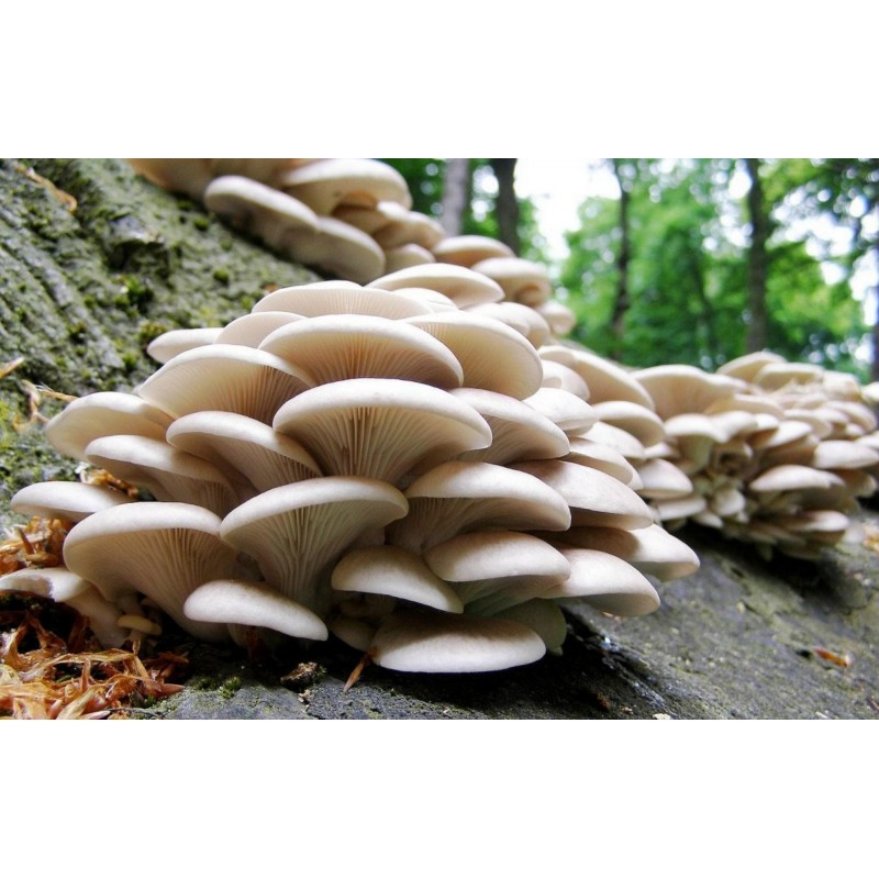 oyster mushroom spore print