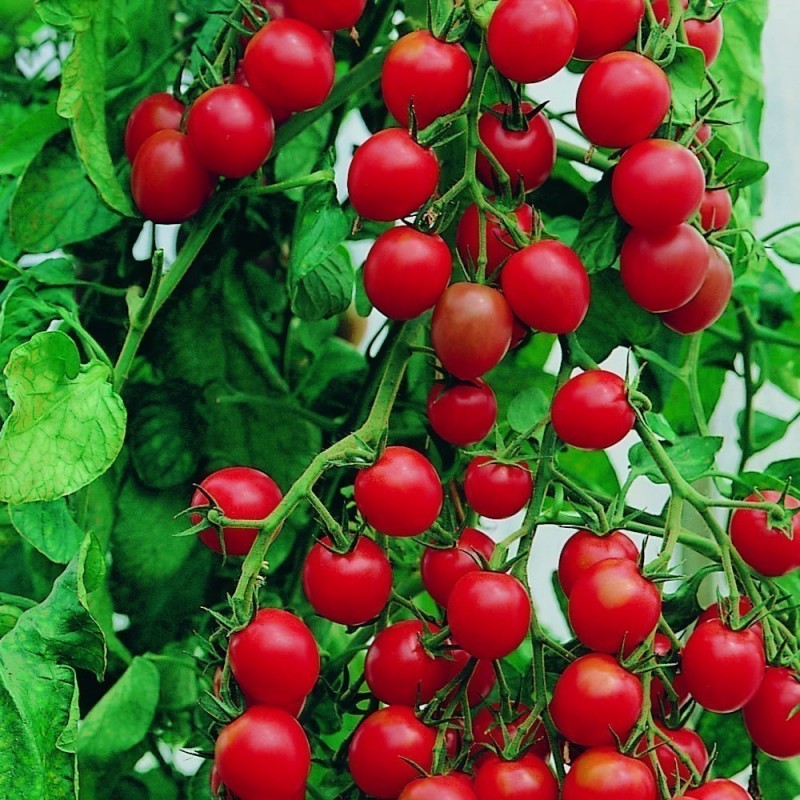 Gardeners Delight Tomaten Samen Preis Fur Packung Von 500 Samen