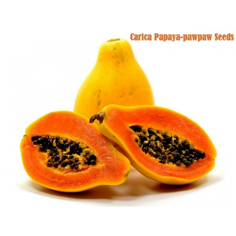 Carica Papaya Red 10 semi ~ Gigant Caraibi semi di papaya rosso ~ lechosa Fruta bomba