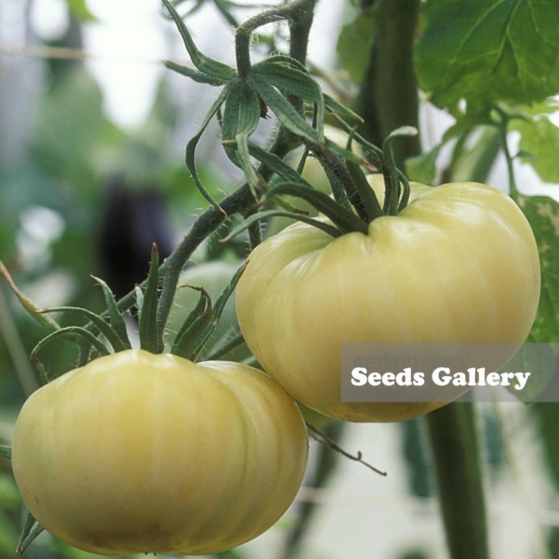 https://www.seeds-gallery.com/8032-large_default/graines-de-tomate-merveille-blanche-white-wonder.jpg