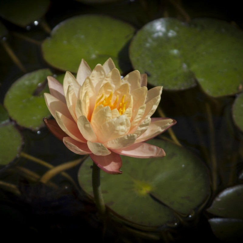 Lotus Lotosblumen Samen gemischte Farben (Nelumbo nucifera